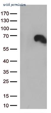 OriGene TA813133 image 1