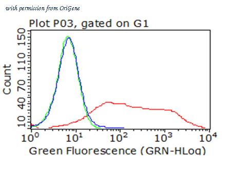 OriGene TA813208 image 1