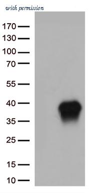 OriGene TA813275S image 1