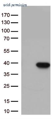 OriGene TA813277 image 1