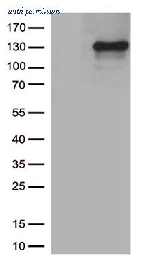 OriGene TA813512S image 1