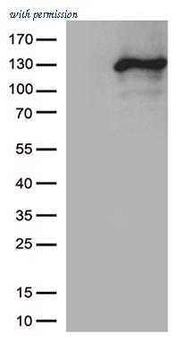 OriGene TA813520 image 1
