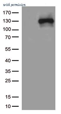 OriGene TA813521 image 1