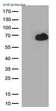 OriGene TA813668 image 1