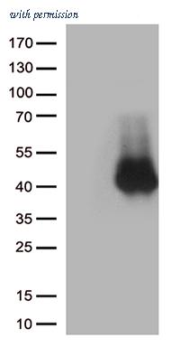 OriGene TA813677S image 1