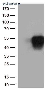 OriGene TA813790S image 1