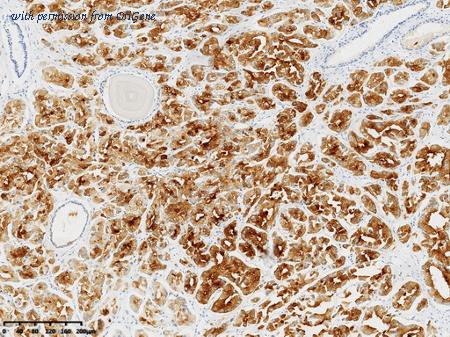 OriGene TA814041 image 1