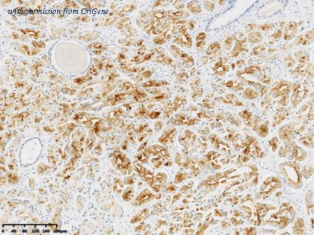 OriGene TA814043 image 1