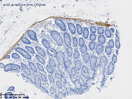 OriGene TA814330 image 1