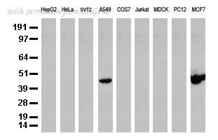 OriGene UM500002CF image 1