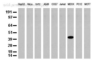 OriGene UM500003CF image 1