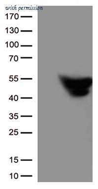 OriGene UM500005CF image 1