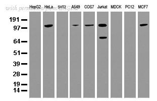 OriGene UM500007CF image 1