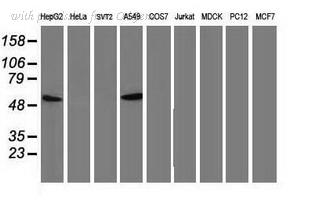 OriGene UM500018CF image 1
