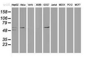 OriGene UM500019CF image 1