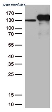 OriGene UM500023CF image 1