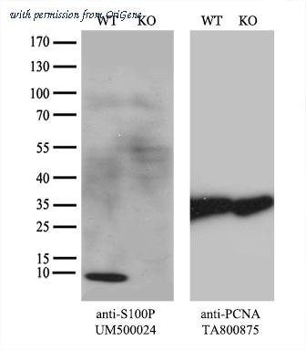 OriGene UM500024CF image 1