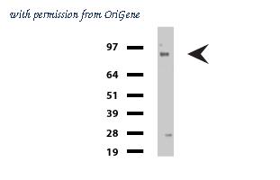 OriGene UM500027CF image 1
