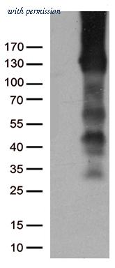 OriGene UM500029CF image 1