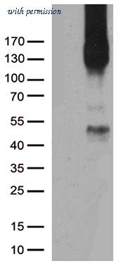 OriGene UM500030CF image 1