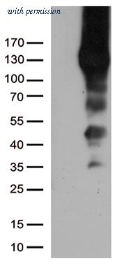 OriGene UM500031CF image 1