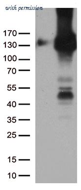 OriGene UM500032CF image 1