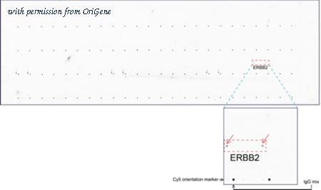OriGene UM500033CF image 1