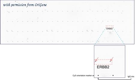 OriGene UM500034CF image 1