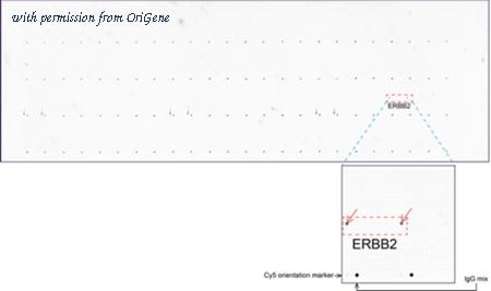 OriGene UM500035CF image 1