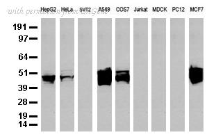OriGene UM500045CF image 1