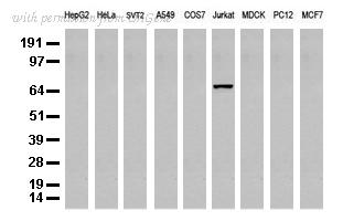 OriGene UM500046CF image 1