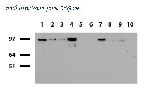 OriGene UM500047CF image 1