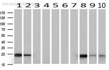 OriGene UM500048CF image 1