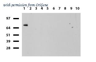 OriGene UM500058CF image 1