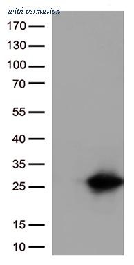 OriGene UM500060CF image 1