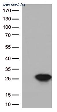 OriGene UM500061CF image 1