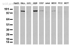 OriGene UM500070CF image 1