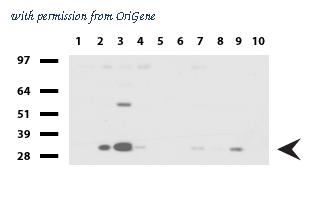 OriGene UM500072CF image 1