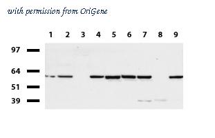 OriGene UM500074CF image 1