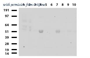 OriGene UM500076CF image 1