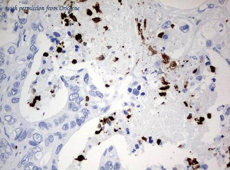 OriGene UM500078CF image 1