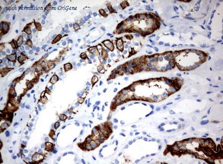 OriGene UM500086CF image 1