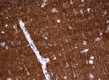 OriGene UM500093CF image 1
