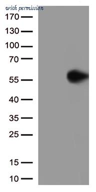 OriGene UM500094CF image 1