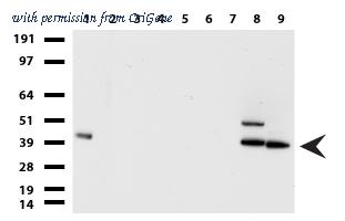 OriGene UM500096CF image 1