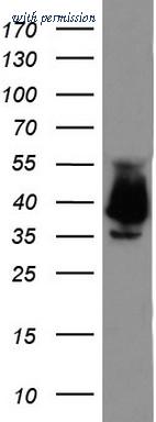 OriGene UM500097CF image 1