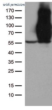 OriGene UM500099CF image 1