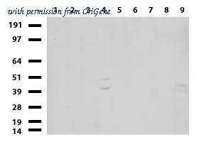 OriGene UM500100CF image 1