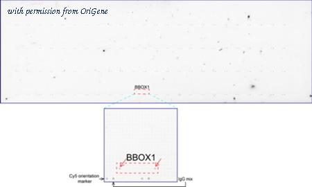 OriGene UM570084 image 1
