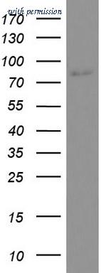 OriGene UM570098 image 1